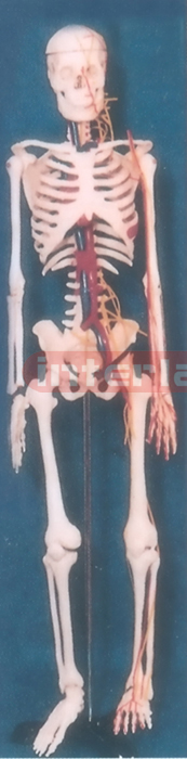 ADULT BONECOLOUR SKELETON WITH MAIN SPINE AND ARTERIES